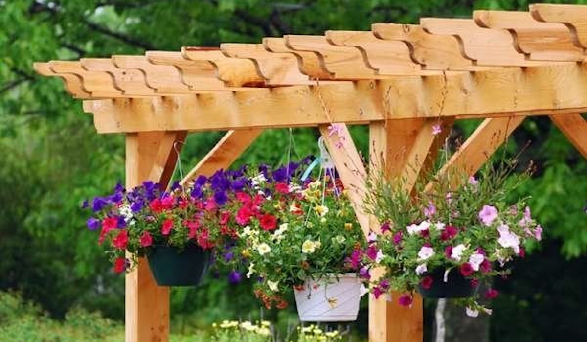 Colorful flowers hanging from a wooden pergola in a garden.